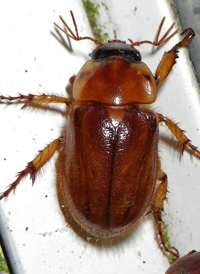 Northern Masked Chafer